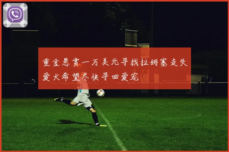 重金悬赏一万美元寻找拉姆塞走失爱犬希望尽快寻回爱宠